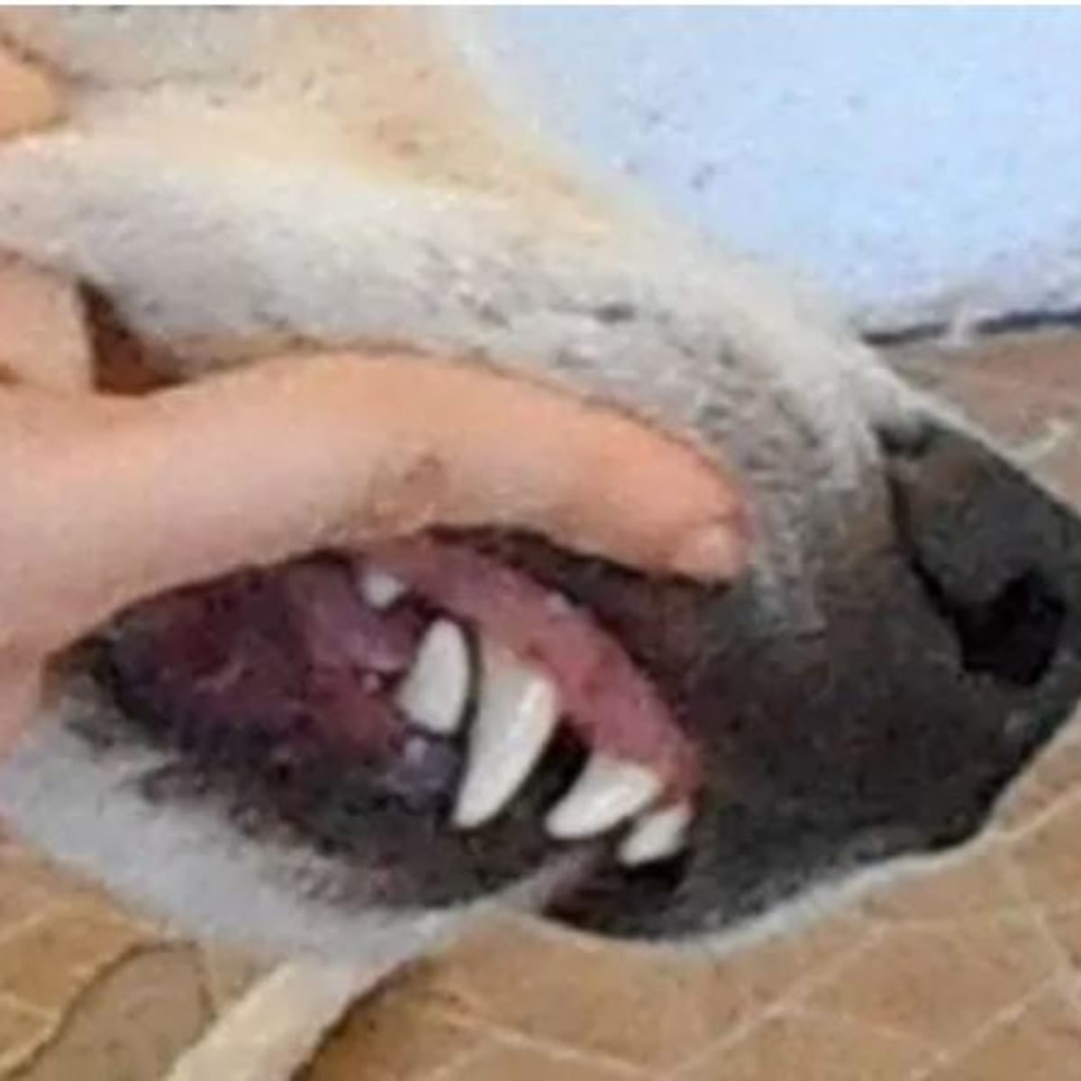 Dog bowl for dog discount with overbite