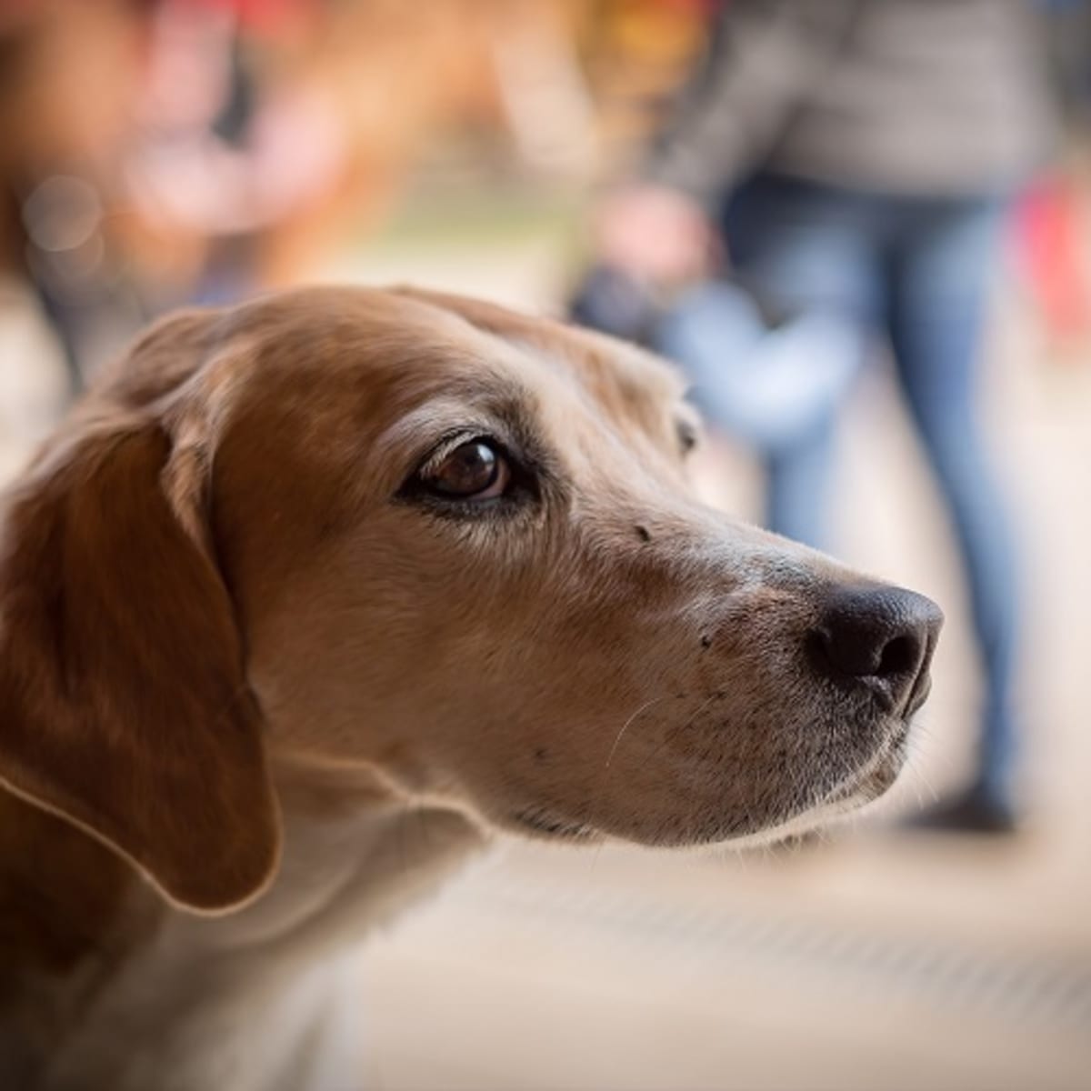 Best dog food shop for acid reflux