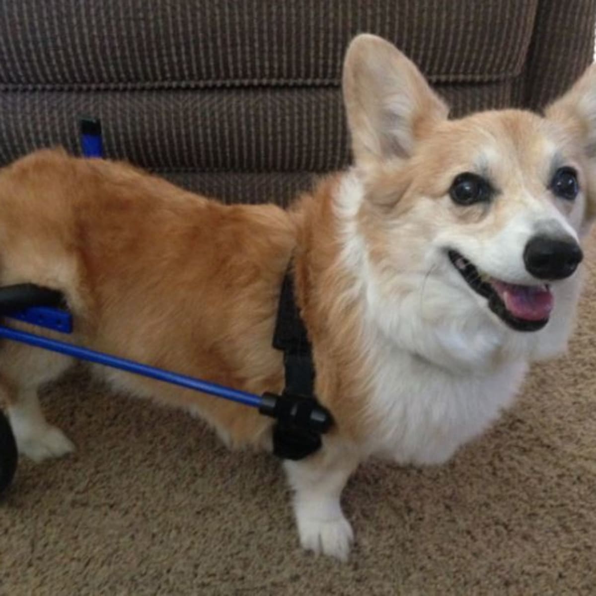 Corgi back legs not working sale