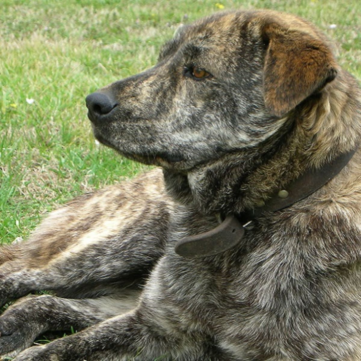 Heartgard top australian shepherd