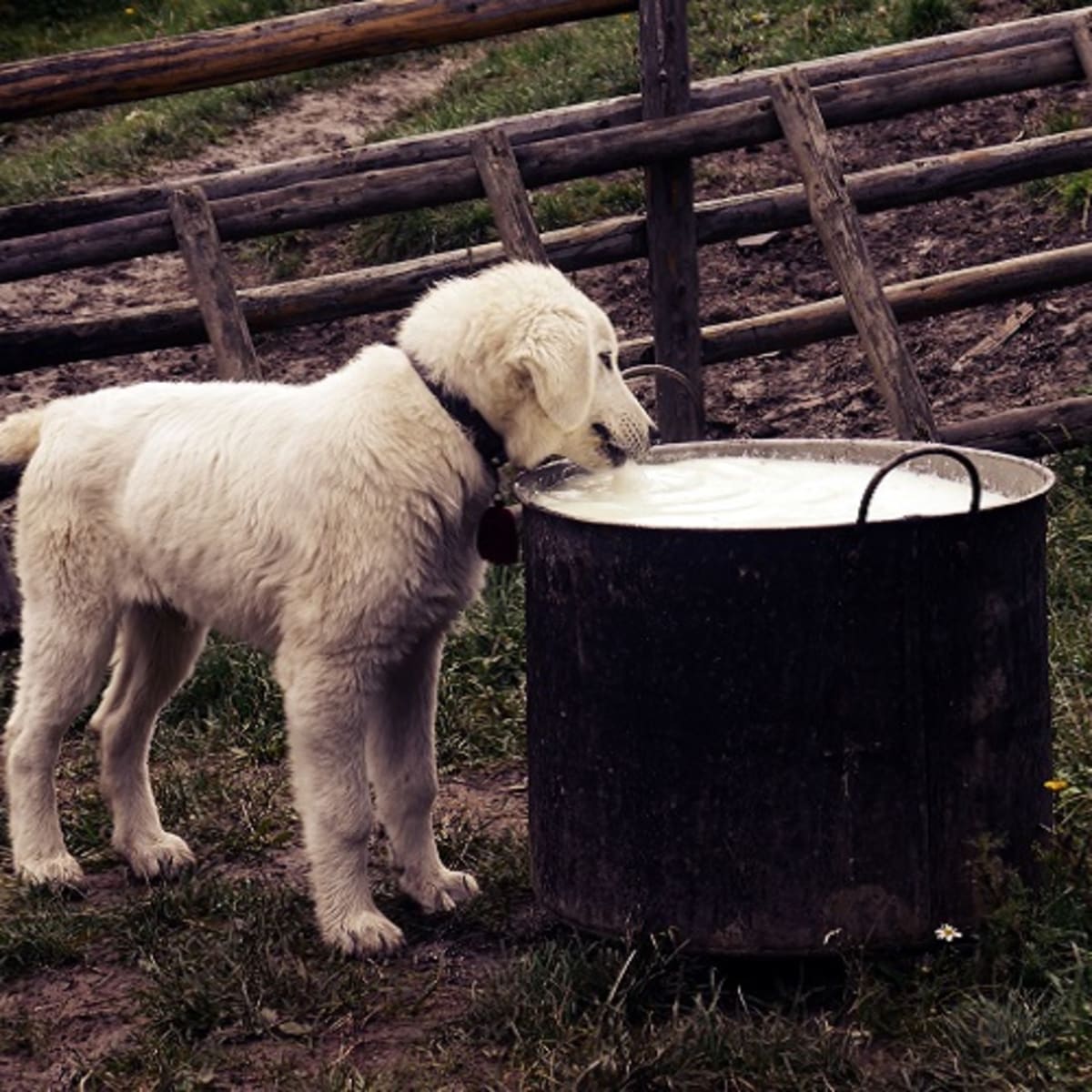 Dog ate spicy food online