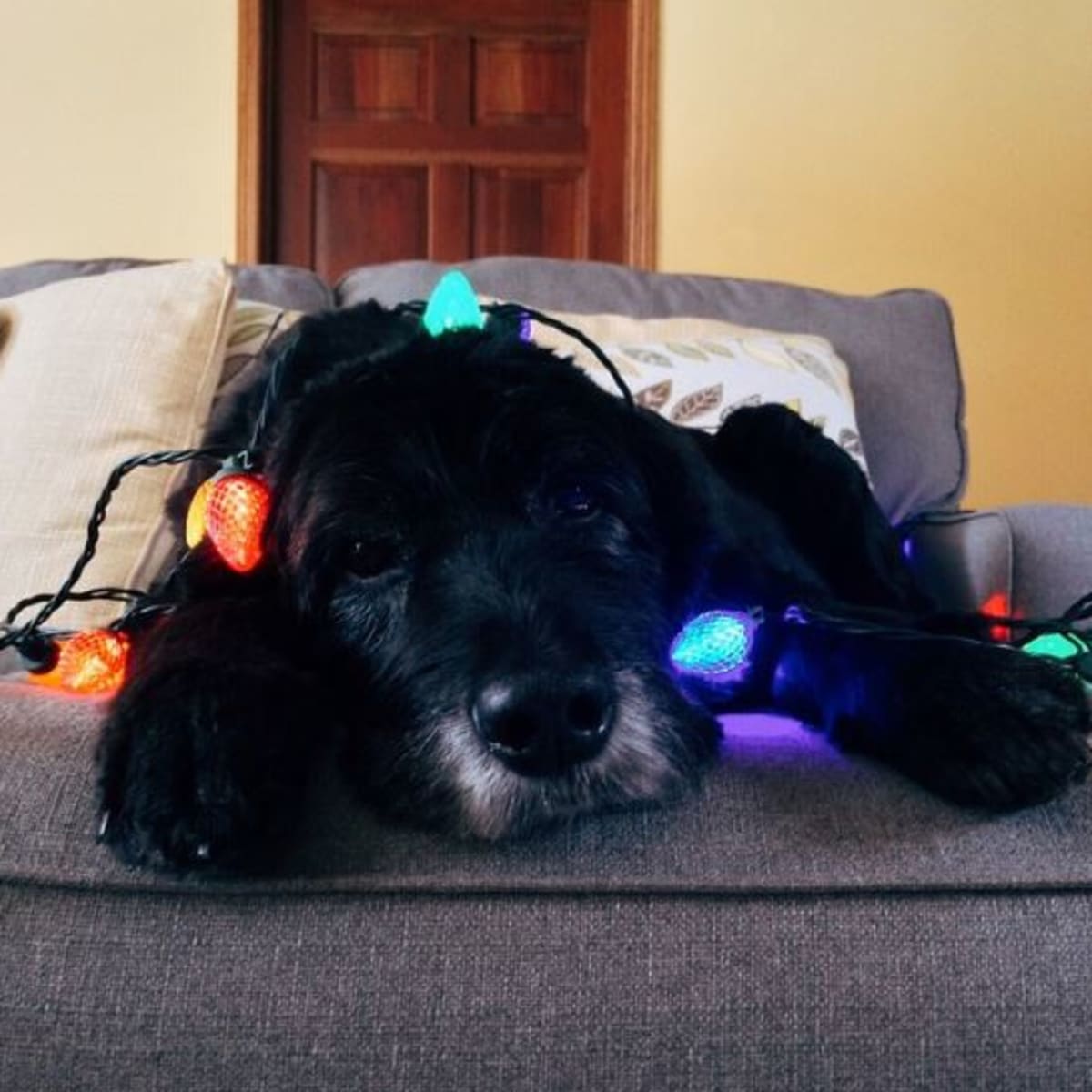 Dog ate top copper wire