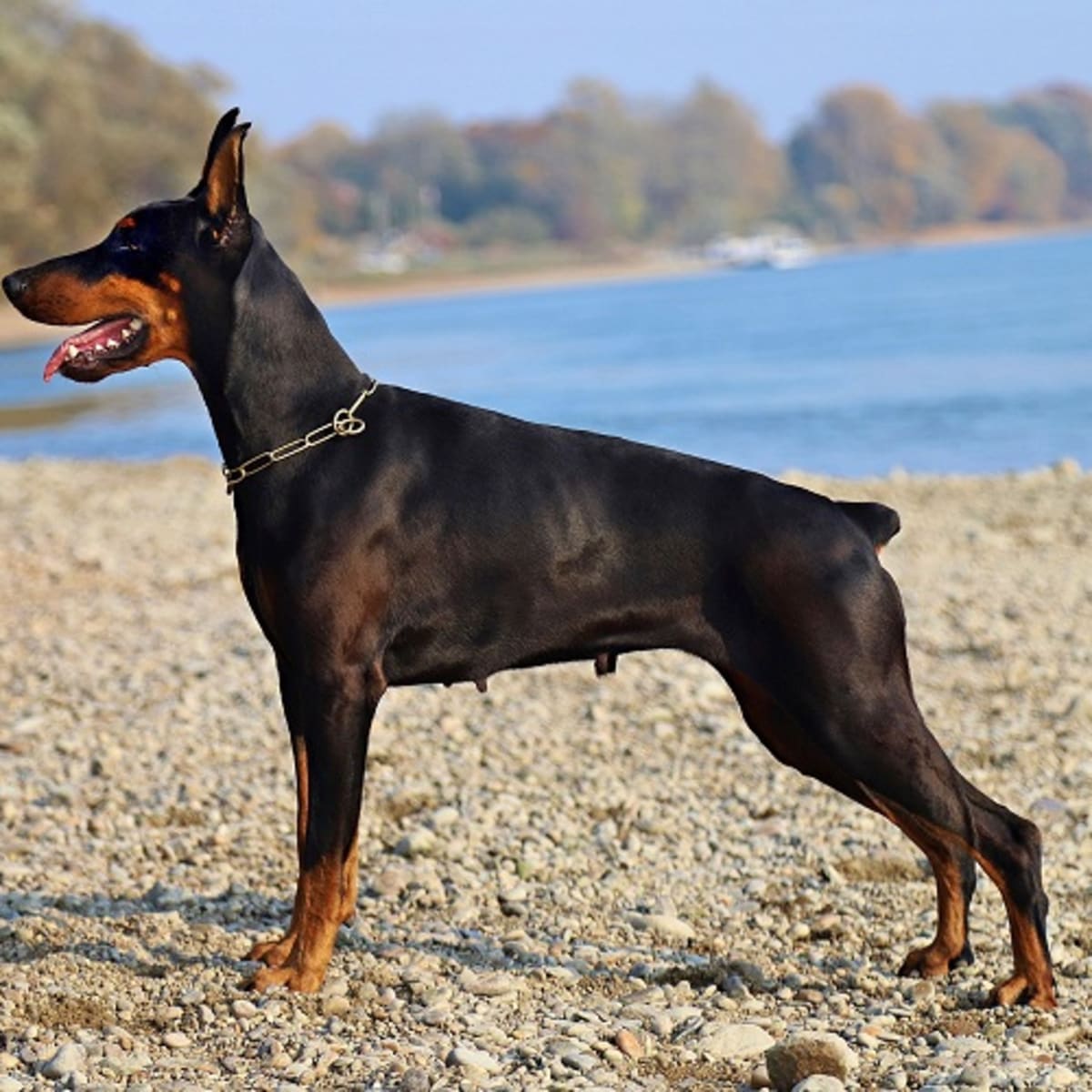 Doberman dry 2025 skin treatment