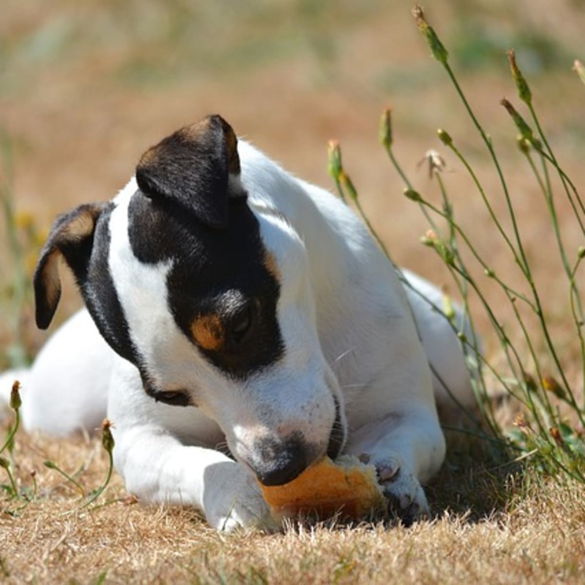My dog hotsell ate bread