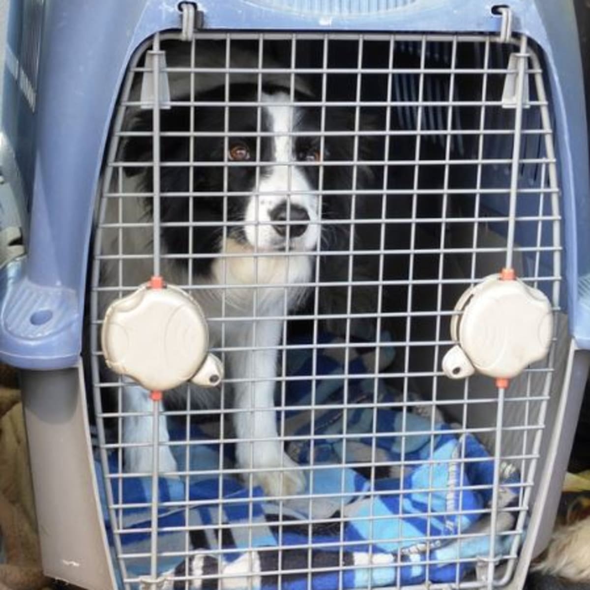 Puppy keeps top barking in cage