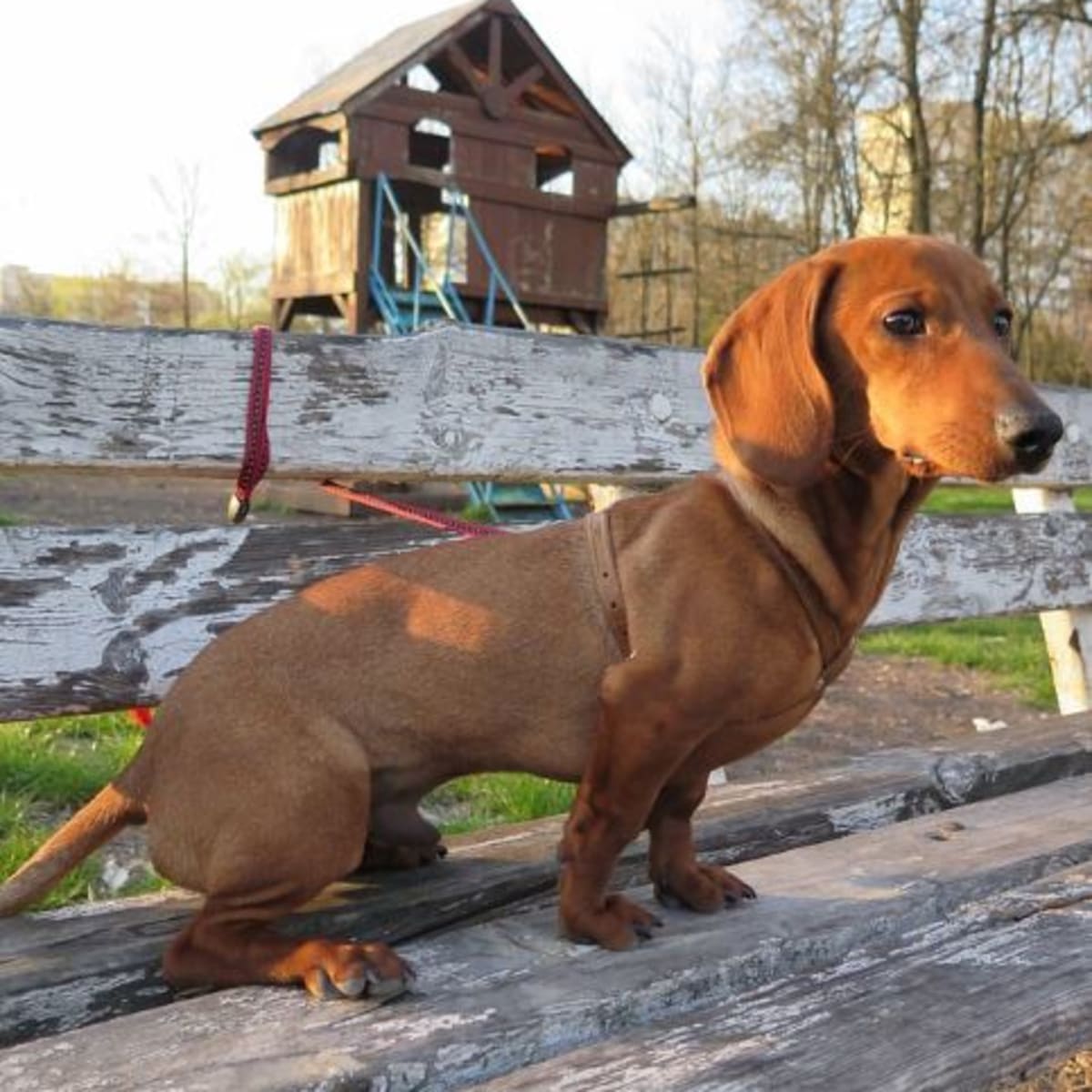 Long legged dachshund discount
