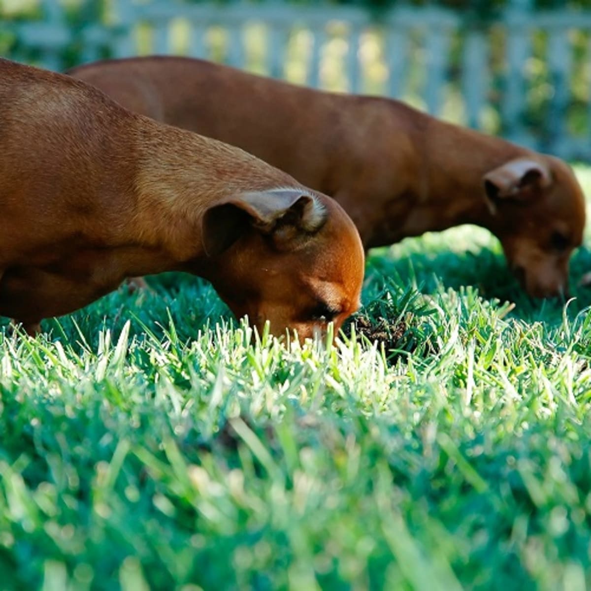 Dog ate grass shop and threw up
