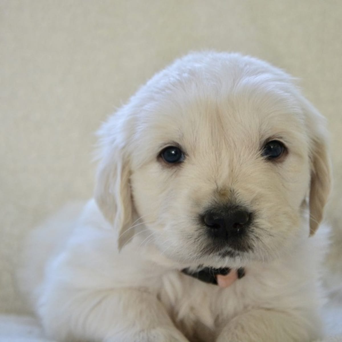 Parvo in dogs can humans hot sale get it