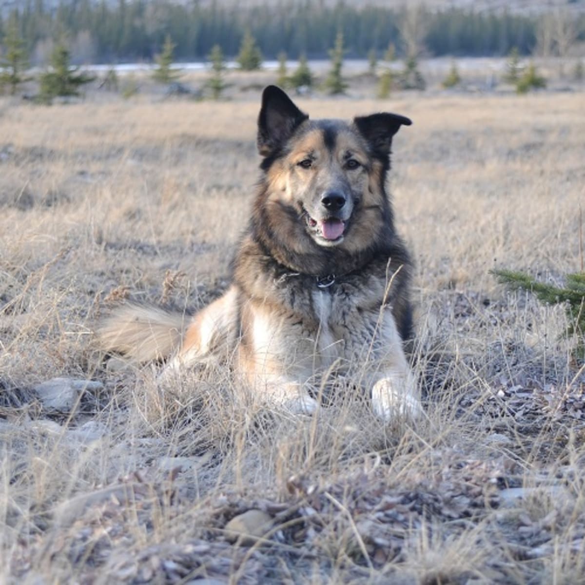Apoquel side effects online in dogs urination