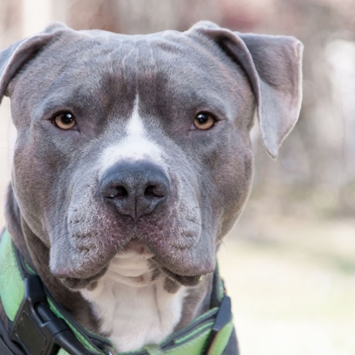 Pitbull top mouth guard