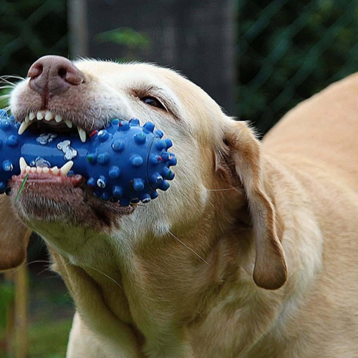 Ask the Vet What Items are Safe For Dogs to Chew Dog Discoveries