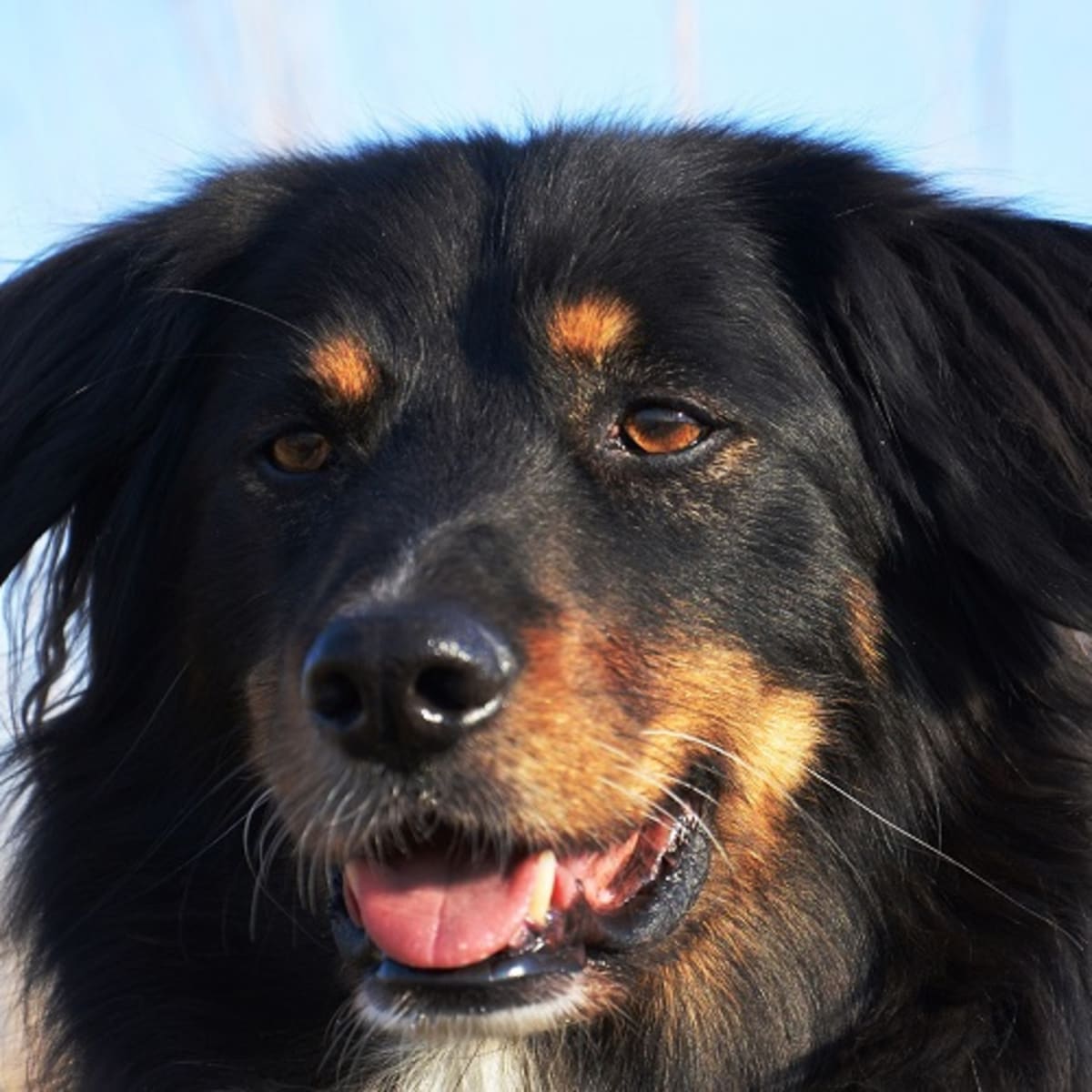 What Causes the White of a Dog s Eyes to Turn Red Dog Discoveries