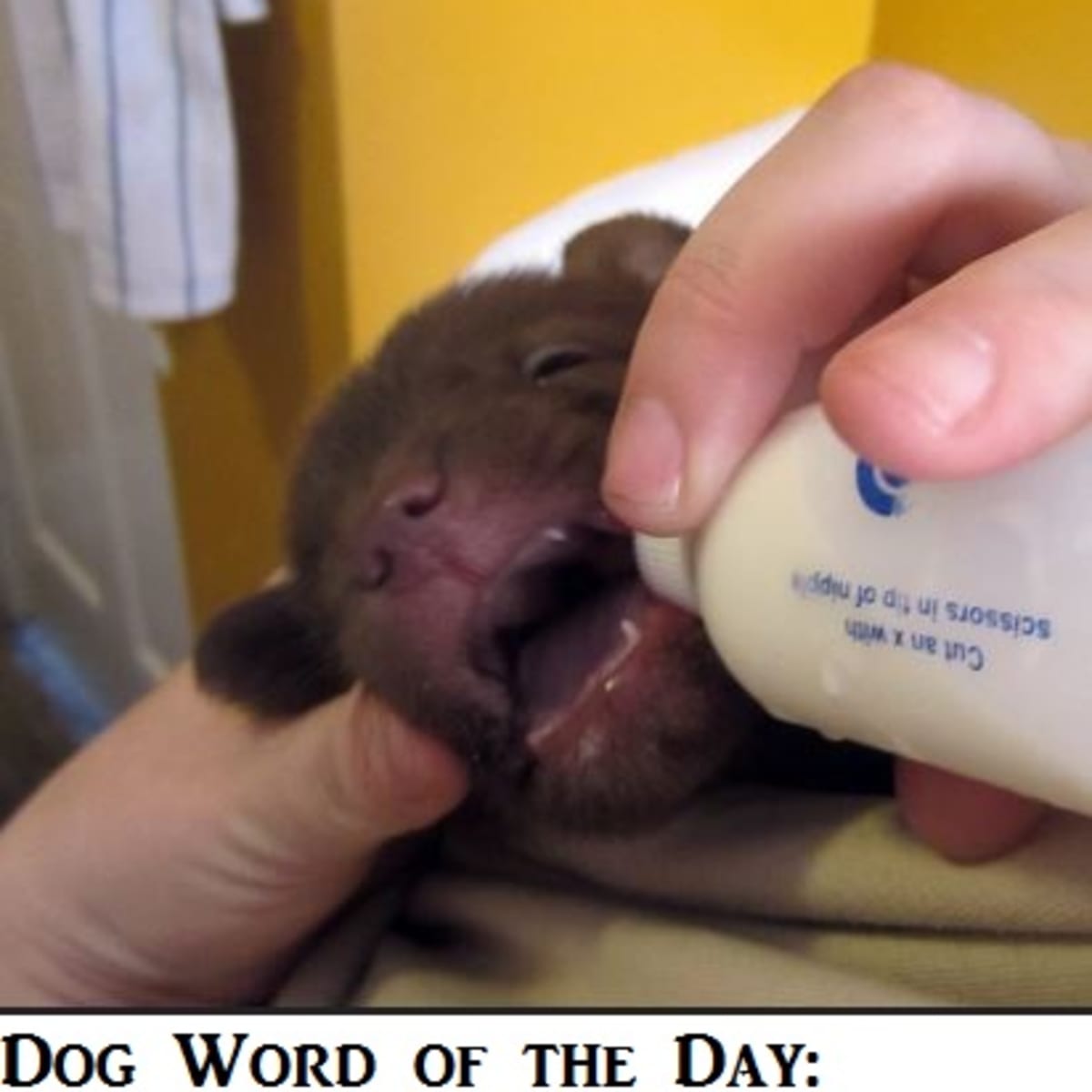 Puppy runt of the litter care 2025