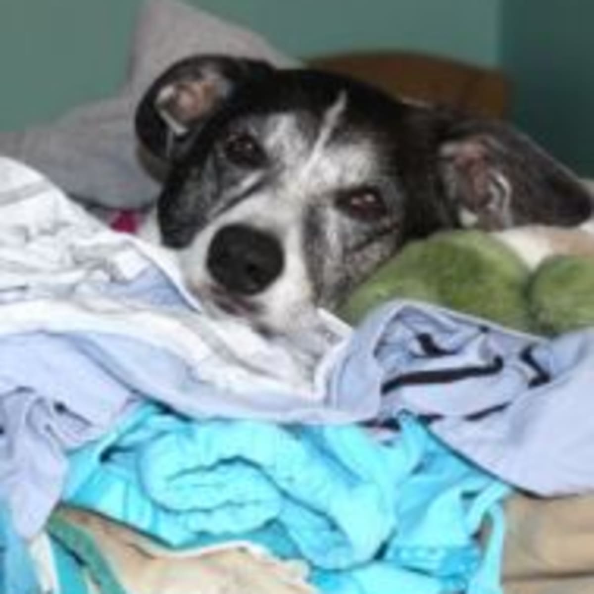 Can Benadryl Kill a Dog What You Need to Know Dog Discoveries
