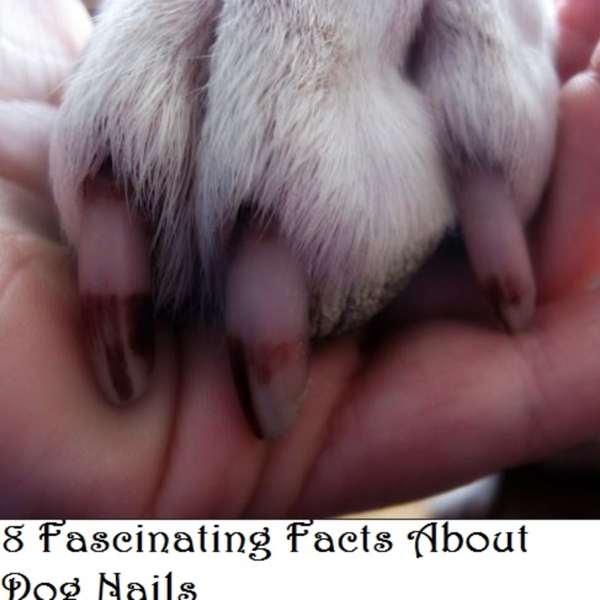 Pet nails deals