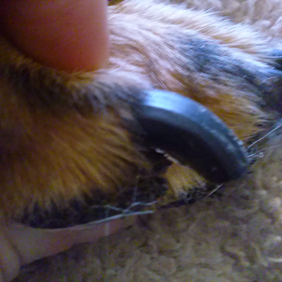 Thick dog nails store