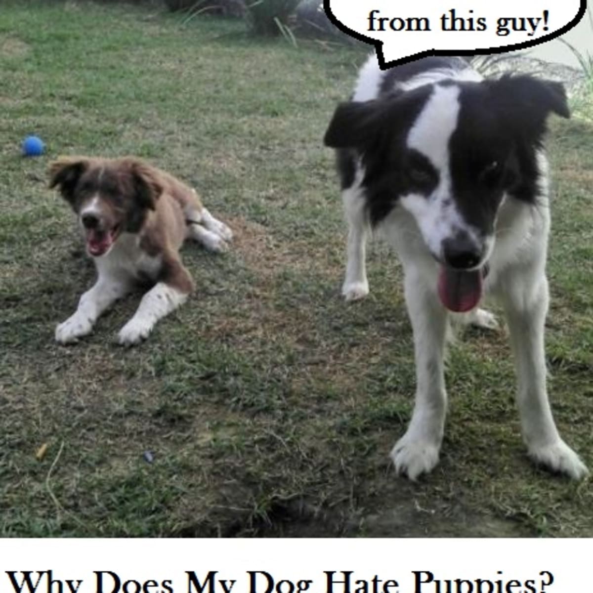 I hate my dog discount
