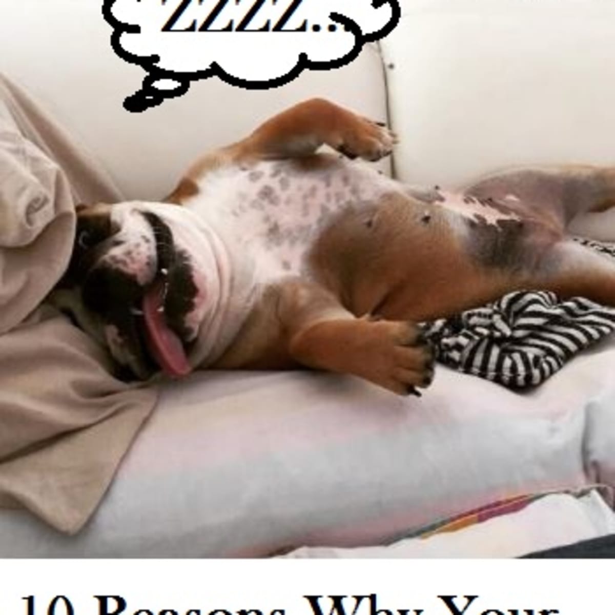 10 Reasons Why Dogs Snore While Sleeping Dog Discoveries