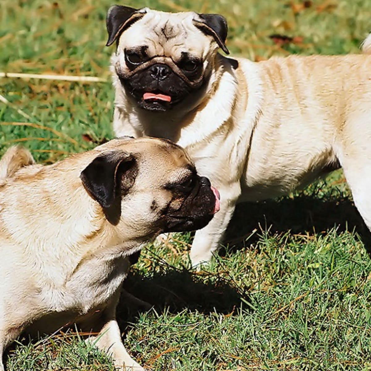 Dogs with curly tails and floppy ears cheap