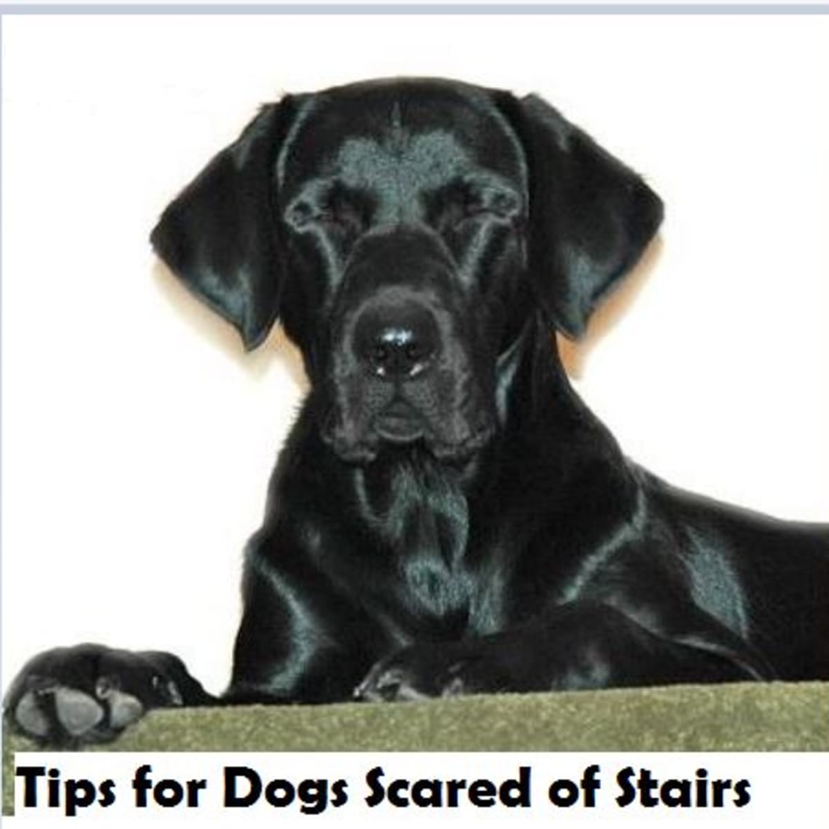 Dog afraid of sales stairs