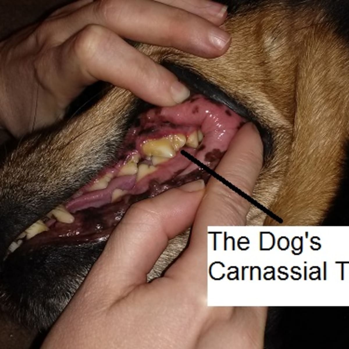 Infected tooth store in dogs symptoms