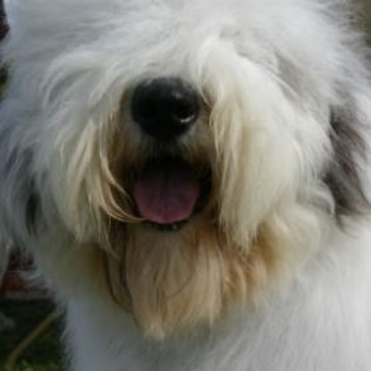 Dogs with hair shop covering eyes