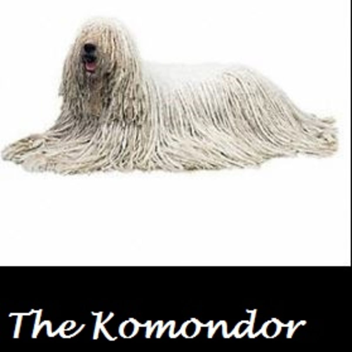 Corded coat best sale dog breeds
