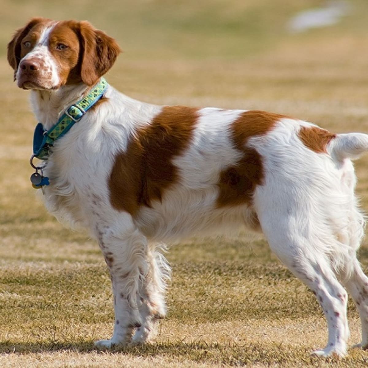 Pictures of shop brittany spaniels