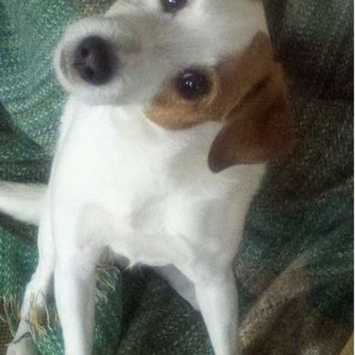 Jack russell online skin tags