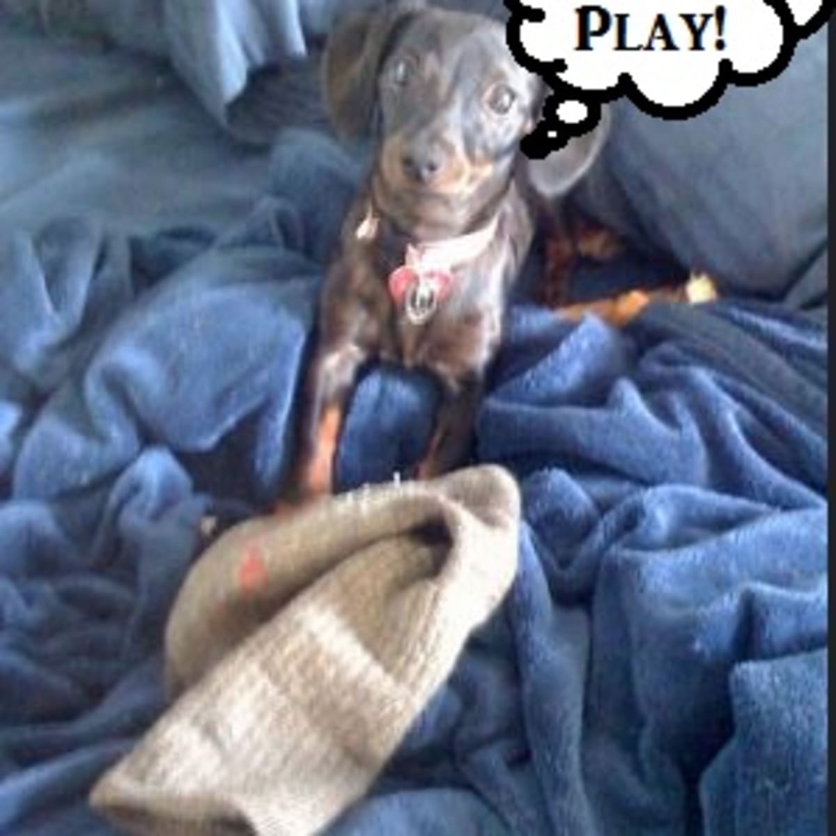 Dogs eating cheap socks