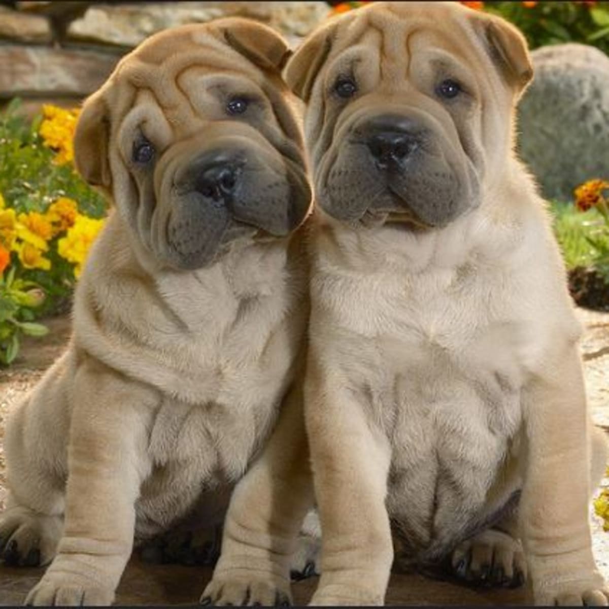 Dog with all the wrinkles new arrivals