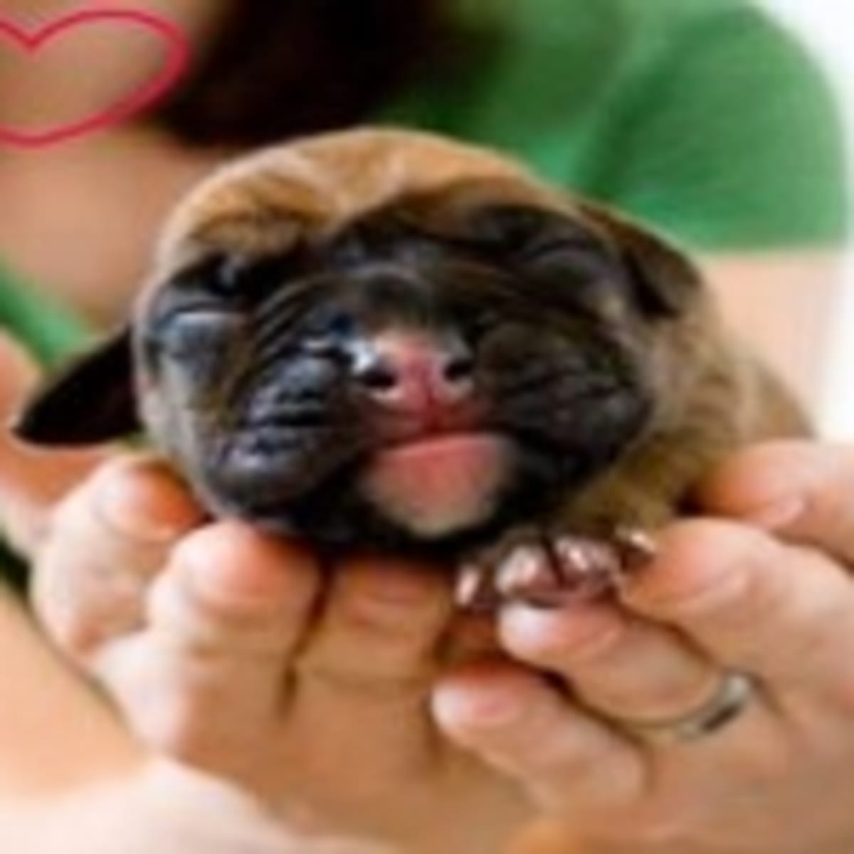 Bathing newborn puppies new arrivals