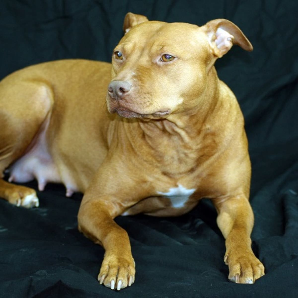Calcium supplements top for pregnant dogs