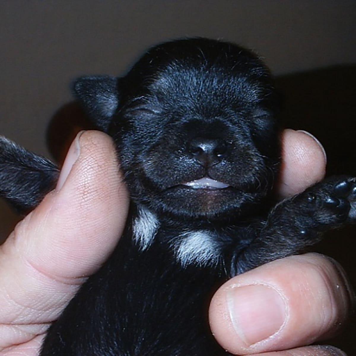 Puppy choking 2025 on milk