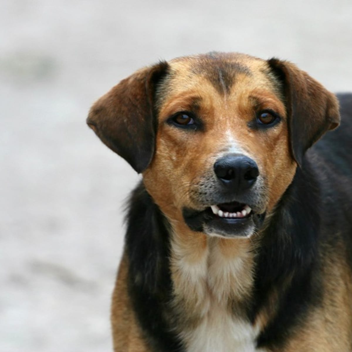 Best dewormer store for german shepherd