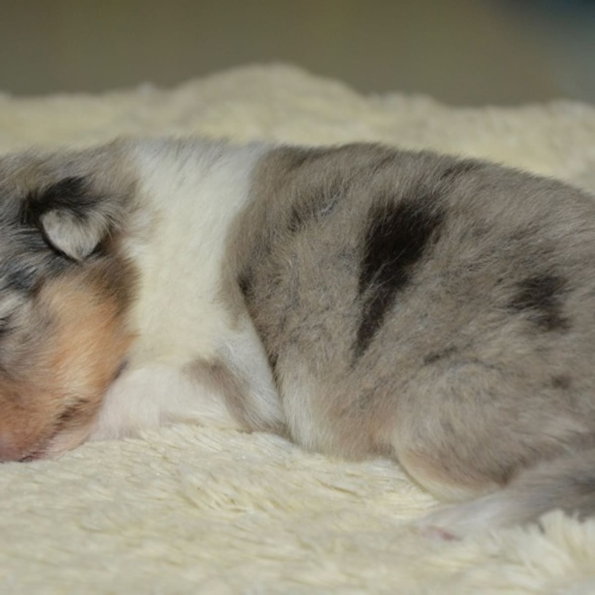 Can You Save a Newborn Puppy That Isn t Breathing Dog Discoveries