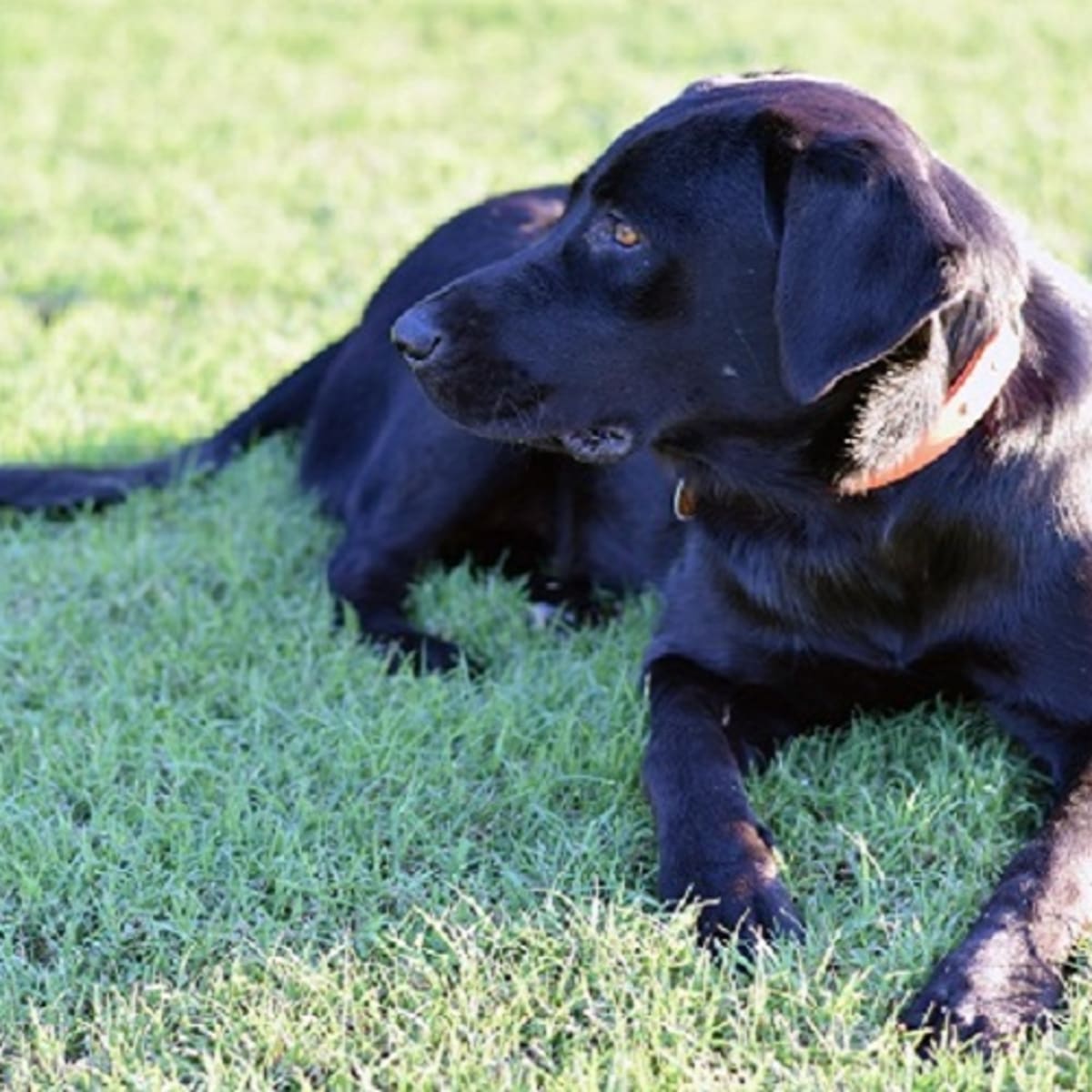 Dog vomiting undigested food hours shop later