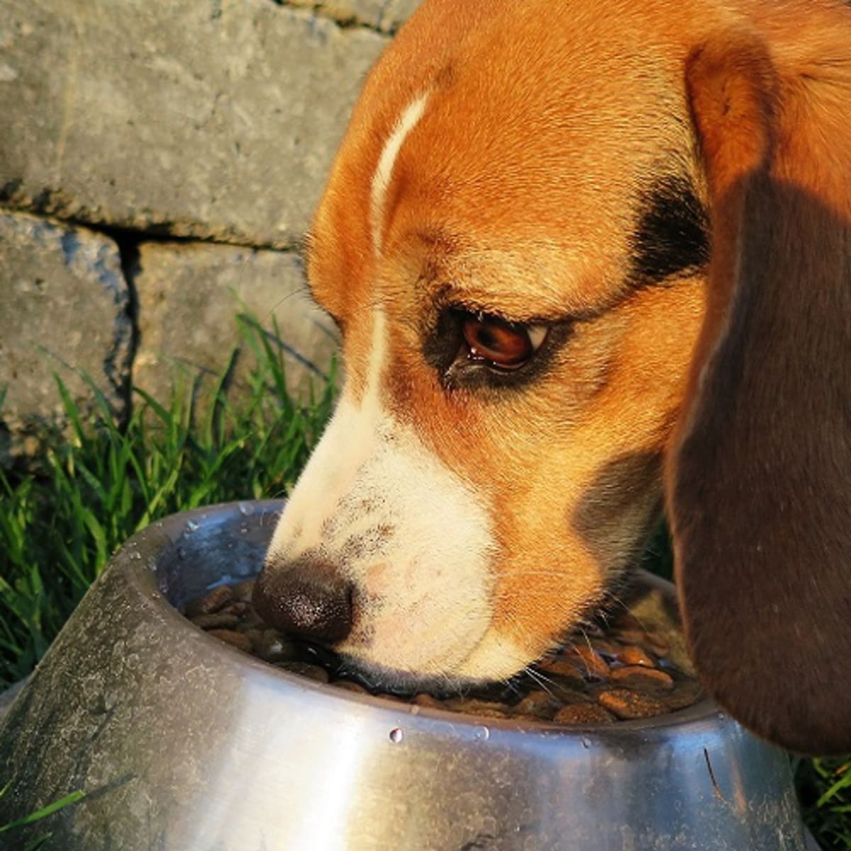 Hydrolyzed protein diet for dogs with ibd sales