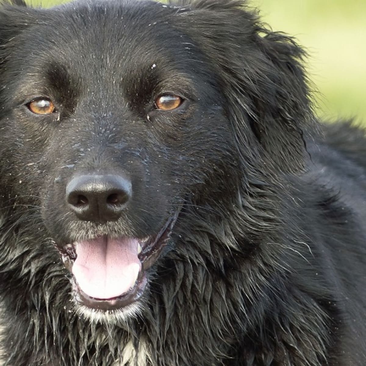 Stud hotsell tail shampoo