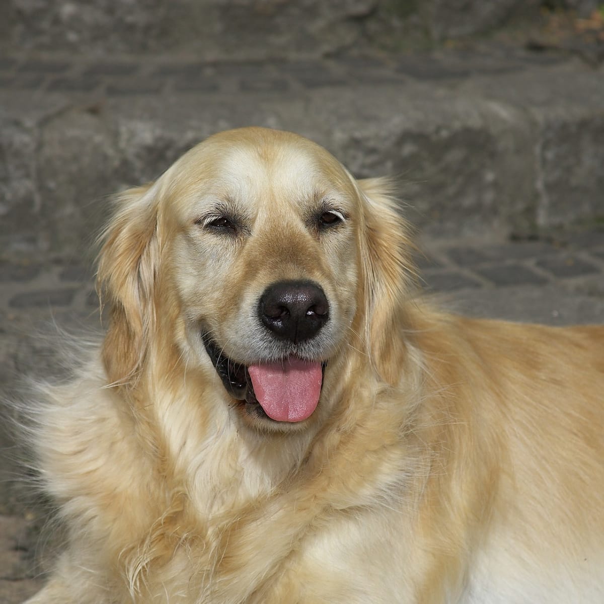 Dog spleen tumor natural clearance remedy