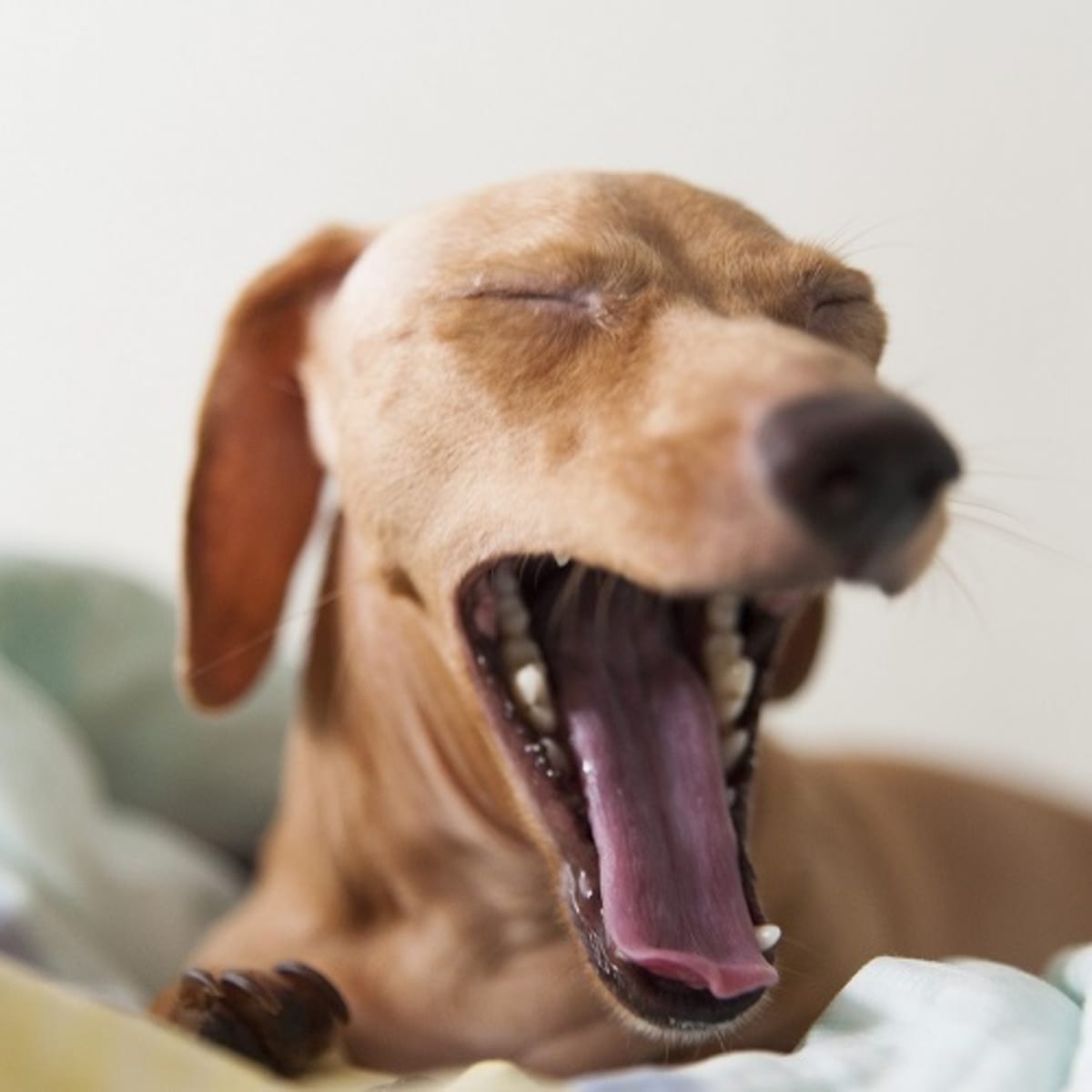 Dog gas relief home remedy discount