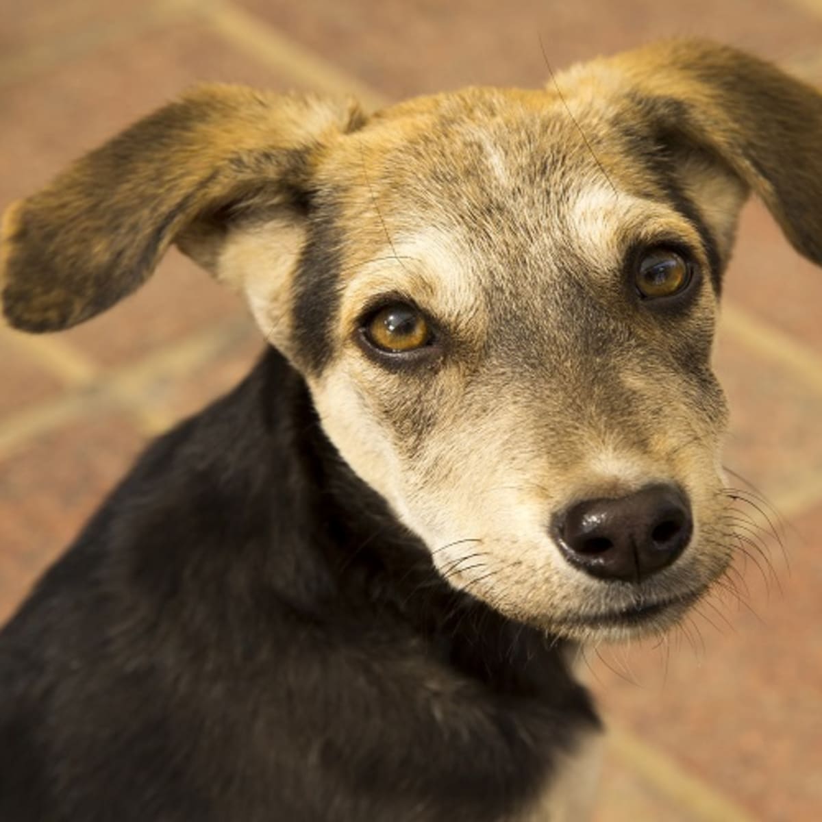 Acid reflux in cheap dogs home remedy