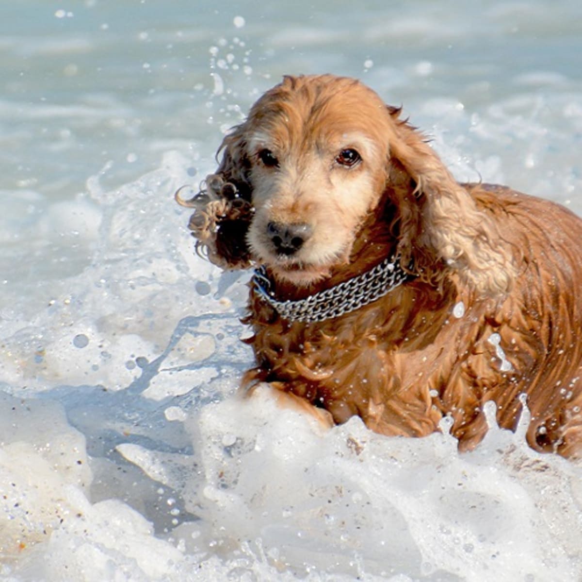 Home Remedies for Swimmer s Ear in Dogs Dog Discoveries