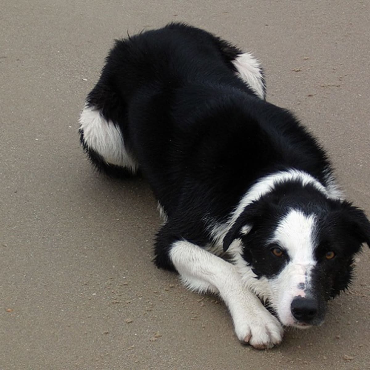 Home remedies for dog tracheal collapse online