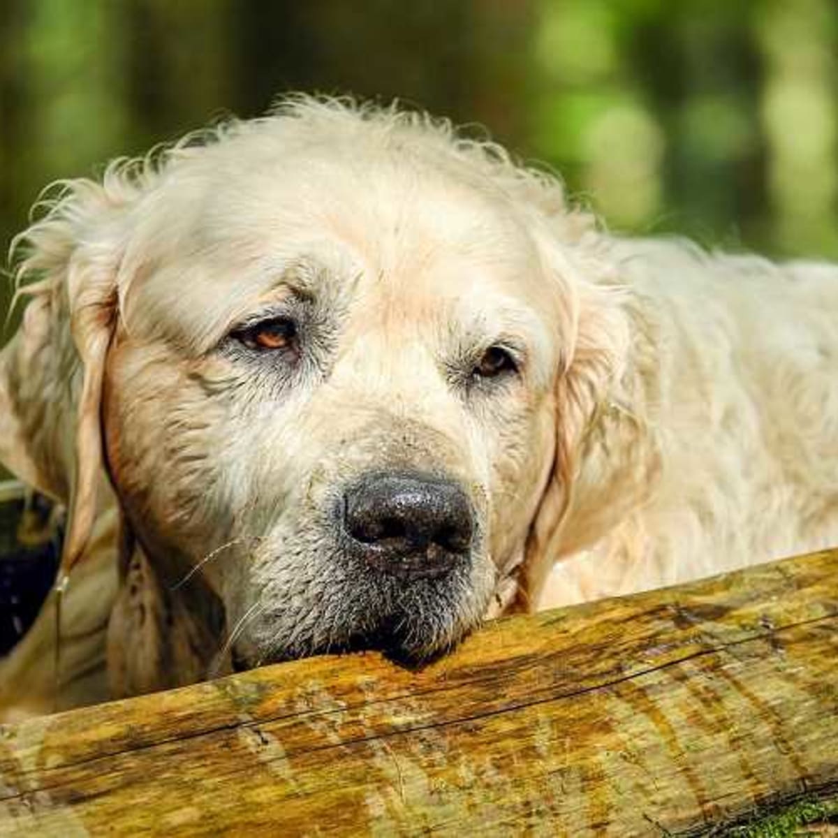 Treating ant shop bites on dogs