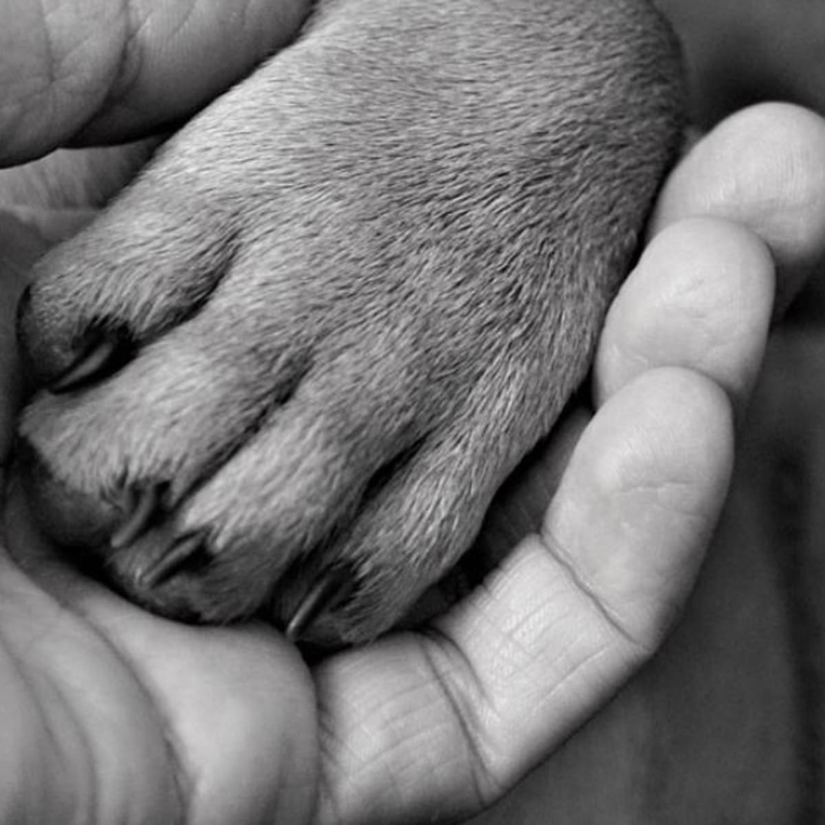 Dog paw blister treatment new arrivals