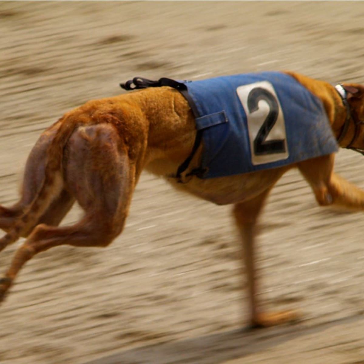 Why Do Greyhounds Wear Muzzles When They Race Dog Discoveries