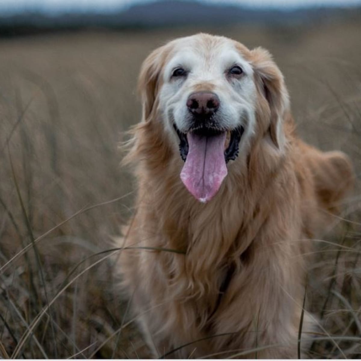 Why Do Dogs Fur Change Color Dog Discoveries