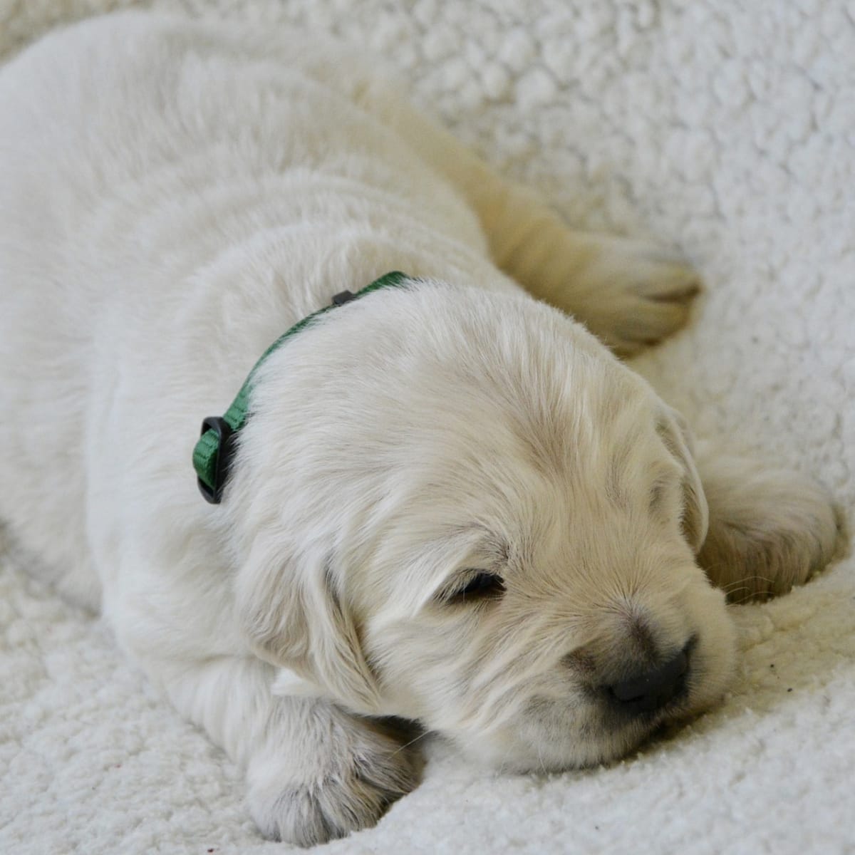 When do cheap puppies bark