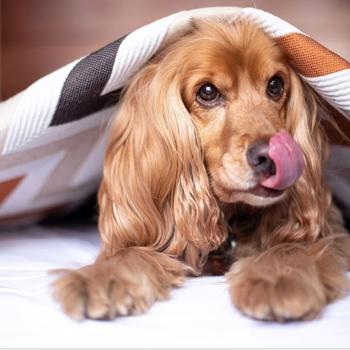 Ask the Vet Help My Dog Ate Hershey Kisses Dog Discoveries